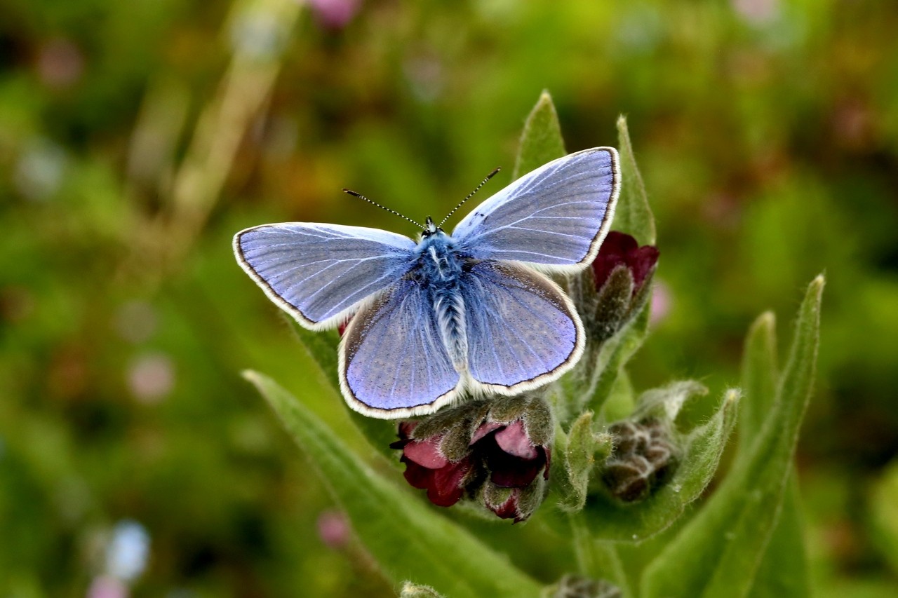 Polyommatus icarus (Rottemburg, 1775) - Argus bleu, Azuré commun (mâle)