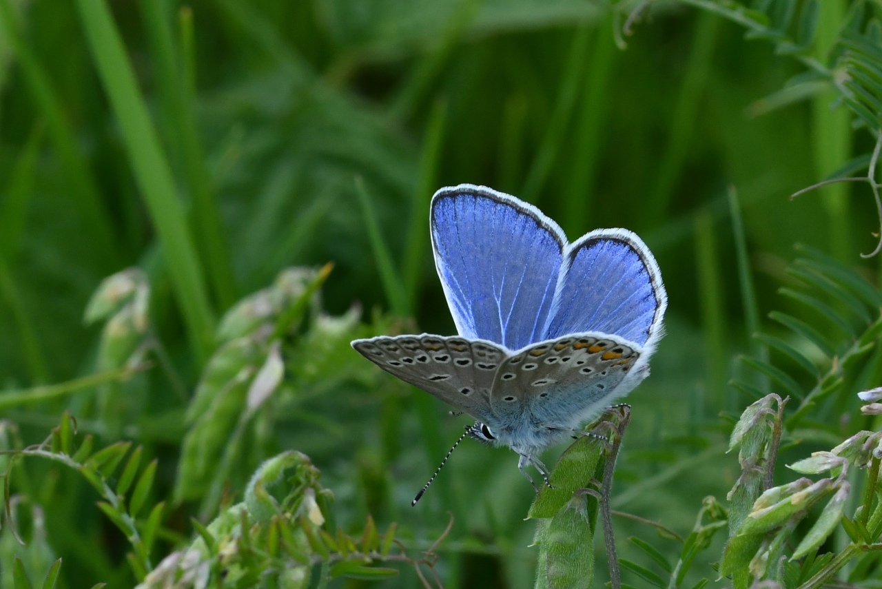 Polyommatus icarus (Rottemburg, 1775) - Argus bleu, Azuré commun (mâle)