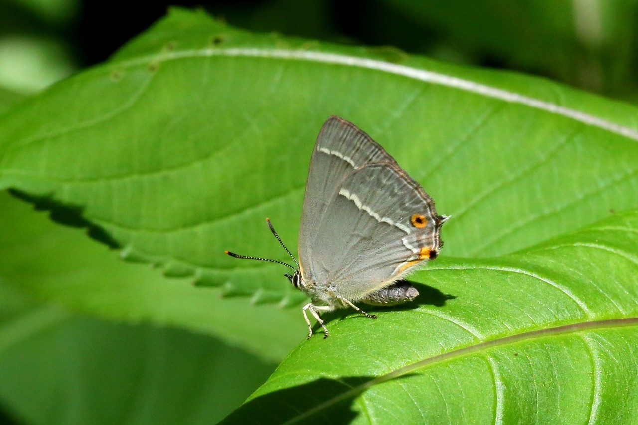 Quercusia quercus (Linnaeus, 1758) - Thécla du Chêne 