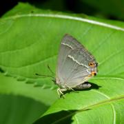 Quercusia quercus (Linnaeus, 1758) - Thécla du Chêne 