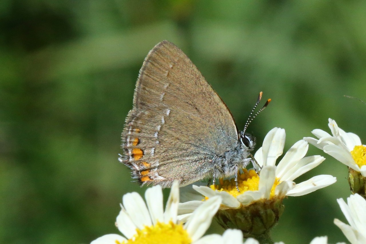 Satyrium acaciae (Fabricius, 1787) - Thécla de l'Amarel, Thécla de l'Acacia