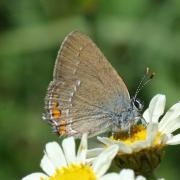 Satyrium acaciae (Fabricius, 1787) - Thécla de l'Amarel, Thécla de l'Acacia