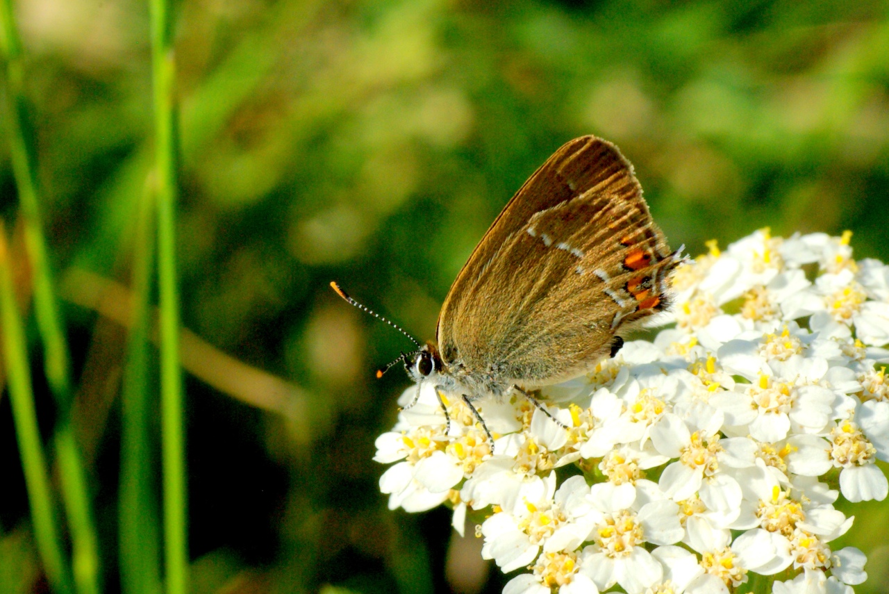 Satyrium acaciae (Fabricius, 1787) - Thécla de l'Amarel, Thécla de l'Acacia