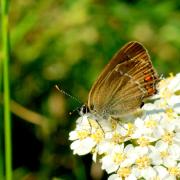 Satyrium acaciae (Fabricius, 1787) - Thécla de l'Amarel, Thécla de l'Acacia