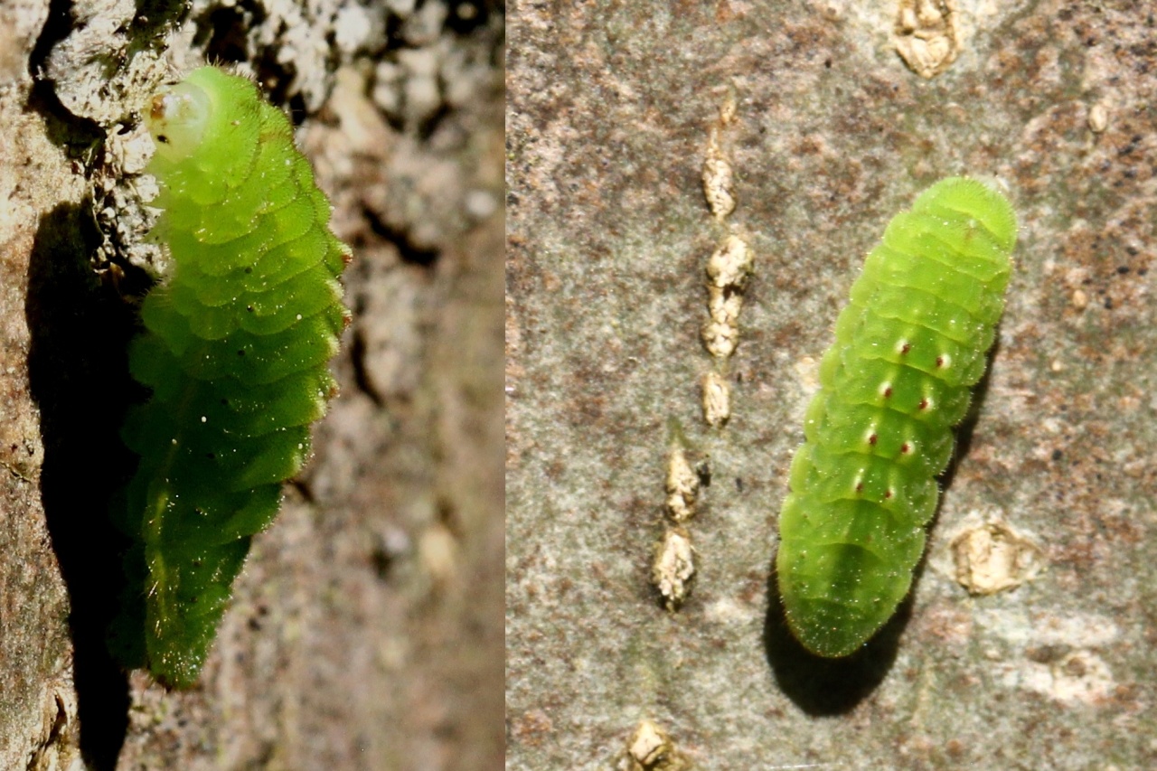 Satyrium pruni (Linnaeus, 1758) - Thécla du Prunier, Thécla du Coudrier (chenille)