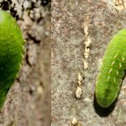 Satyrium pruni (Linnaeus, 1758) - Thécla du Prunier, Thécla du Coudrier (chenille)