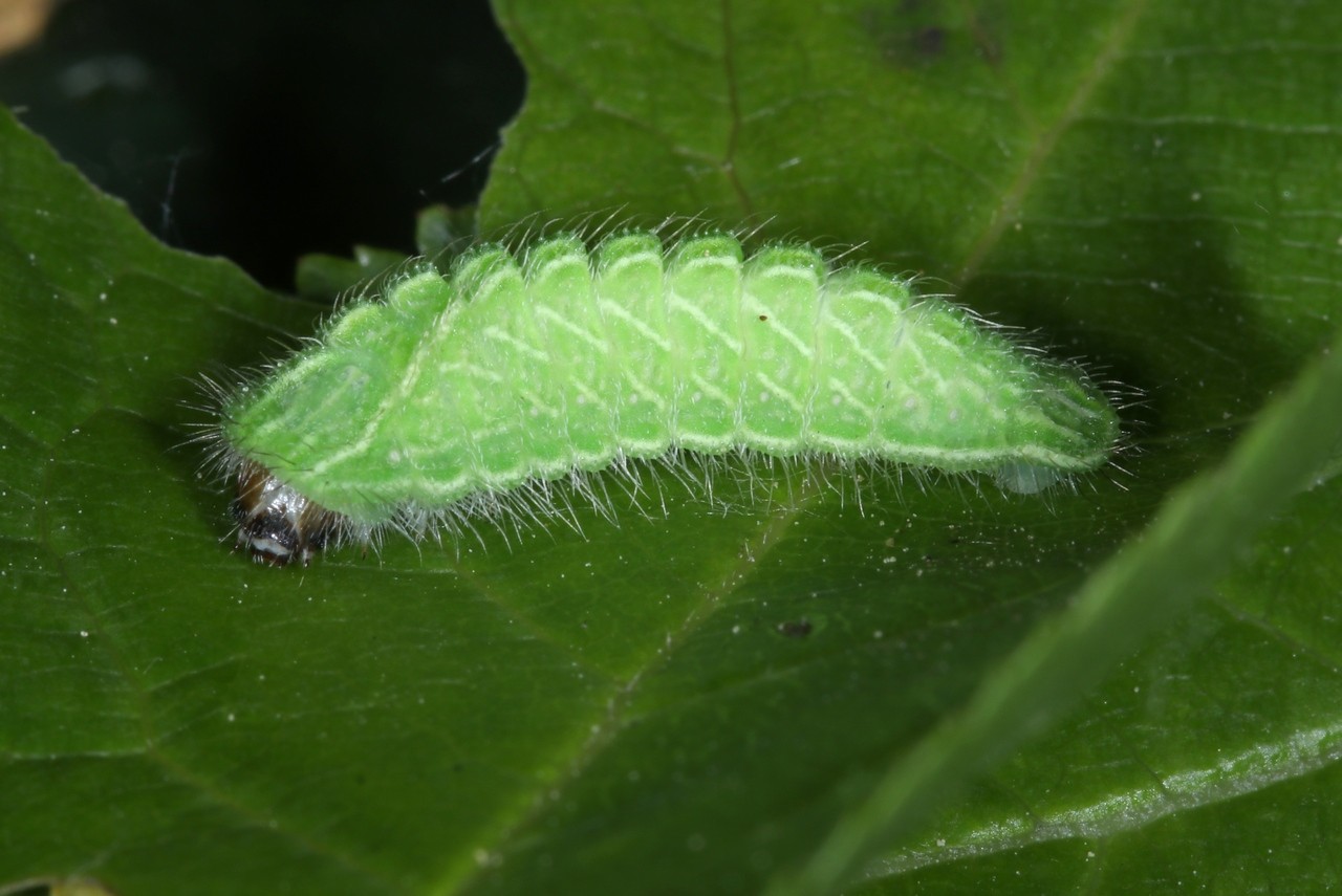 Thecla betulae (Linnaeus, 1758) - Thécla du Bouleau (chenille)