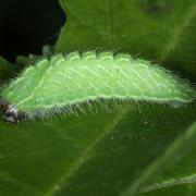 Thecla betulae (Linnaeus, 1758) - Thécla du Bouleau (chenille)