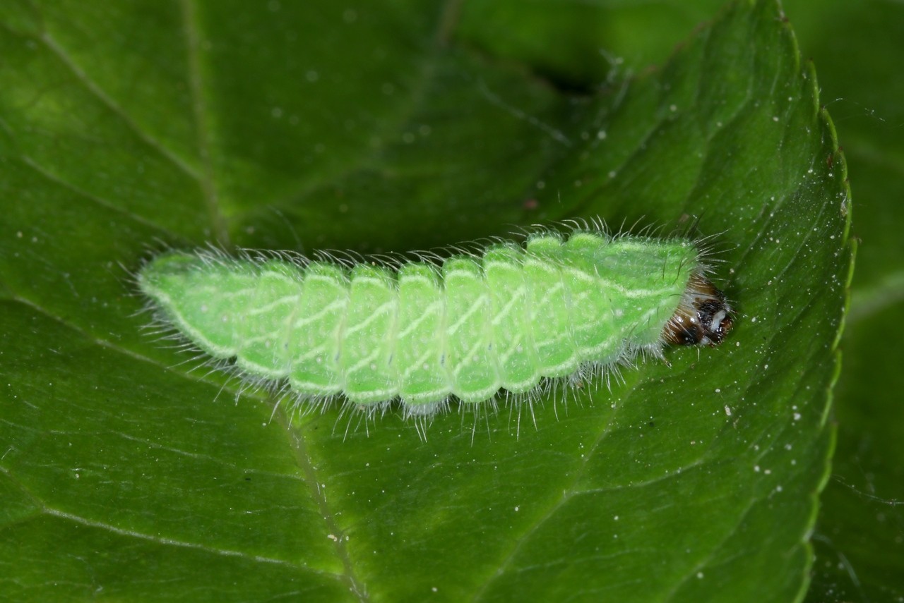 Thecla betulae (Linnaeus, 1758) - Thécla du Bouleau (chenille)