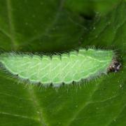 Thecla betulae (Linnaeus, 1758) - Thécla du Bouleau (chenille)