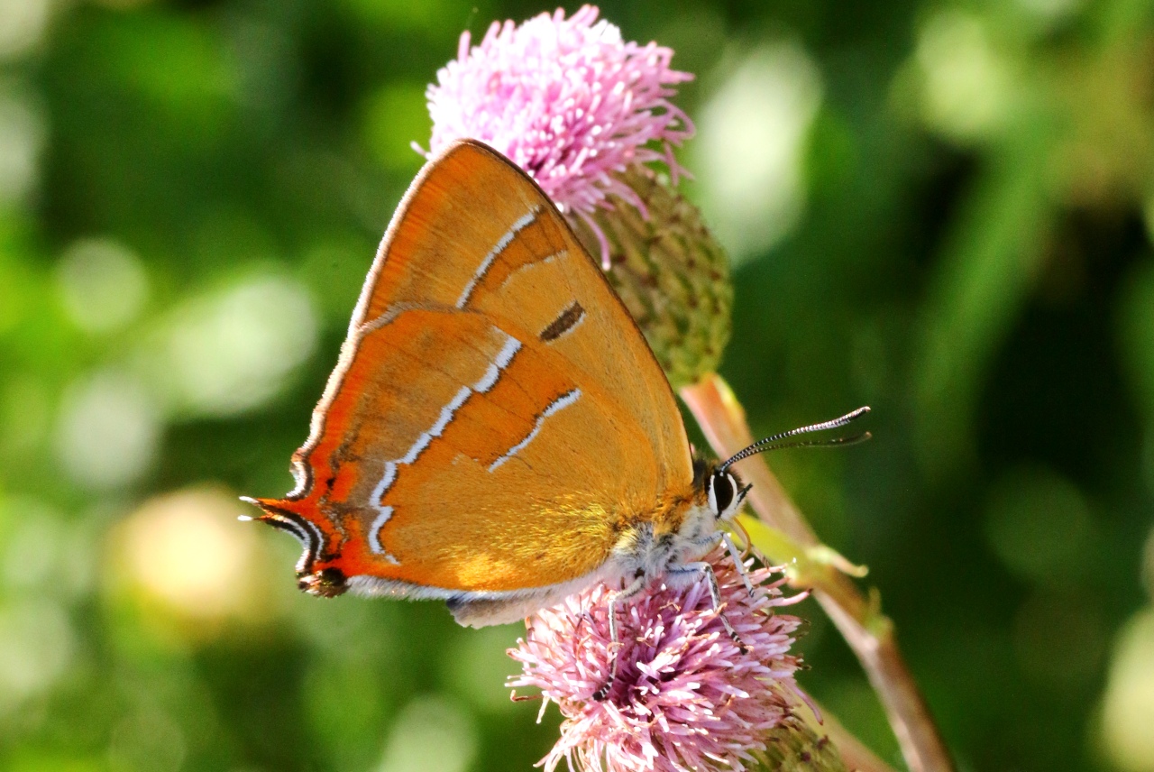 Thecla betulae (Linnaeus, 1758) - Thécla du Bouleau (mâle)