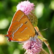 Thecla betulae (Linnaeus, 1758) - Thécla du Bouleau (mâle)