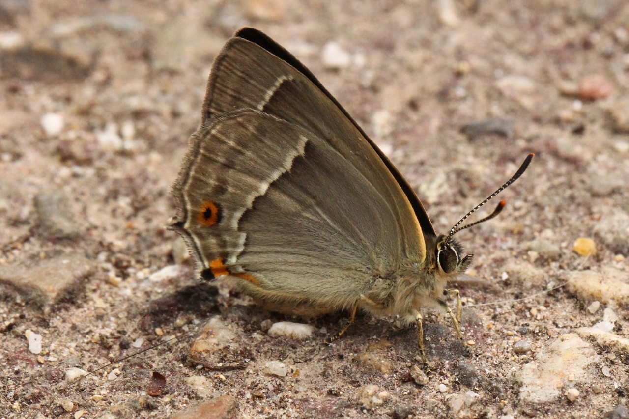 Quercusia quercus (Linnaeus, 1758) - Thécla du Chêne 