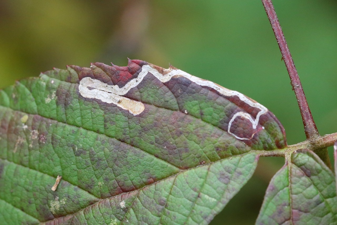 Stigmella sp (mine)