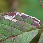 Stigmella sp (mine)