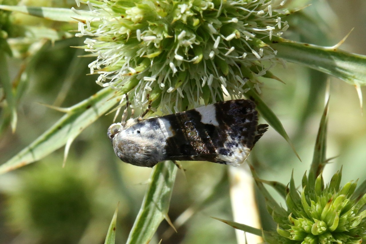 Acontia lucida (Hufnagel, 1766) - Collier blanc