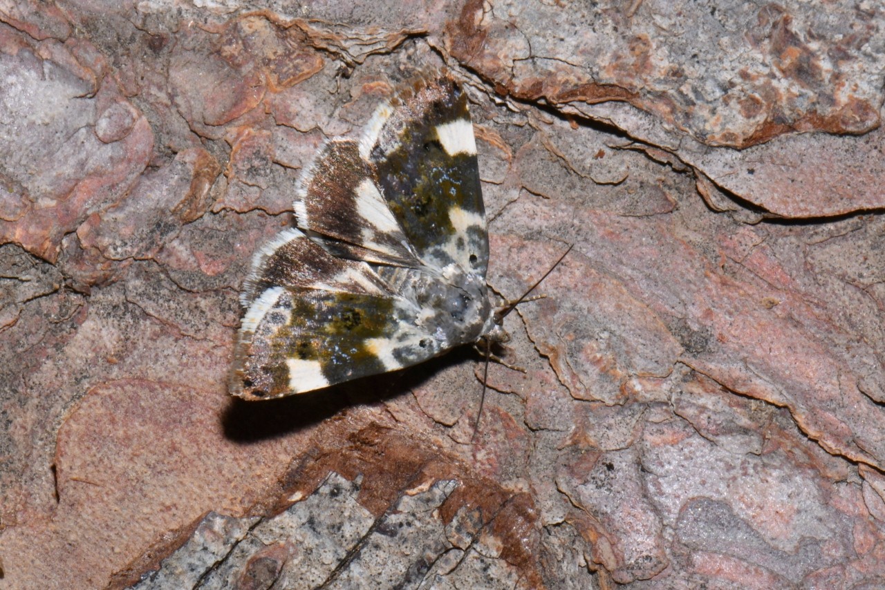 Acontia lucida (Hufnagel, 1766) - Collier blanc 