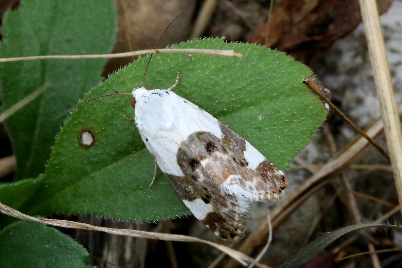 Acontia lucida (Hufnagel, 1766) - Collier blanc