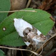 Acontia lucida (Hufnagel, 1766) - Collier blanc