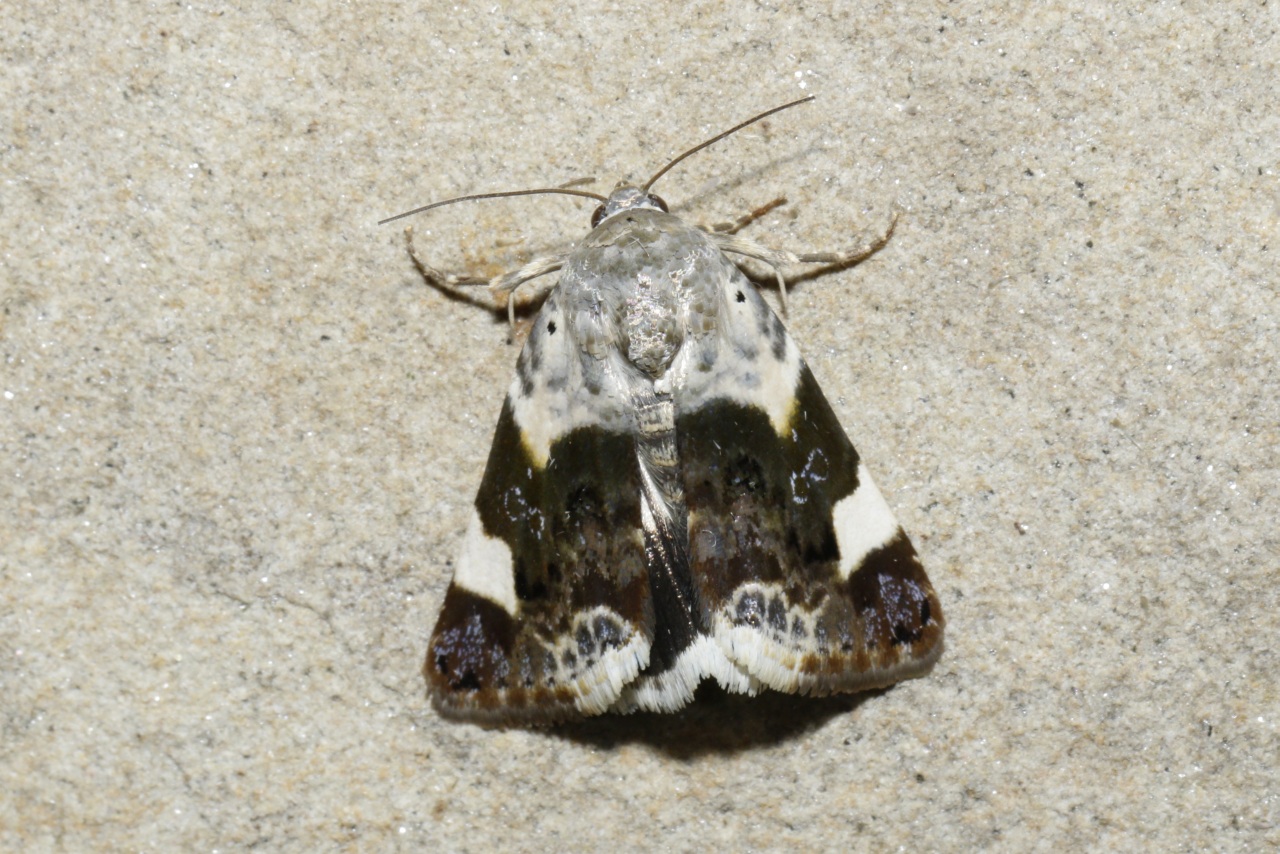 Acontia lucida (Hufnagel, 1766) - Collier blanc