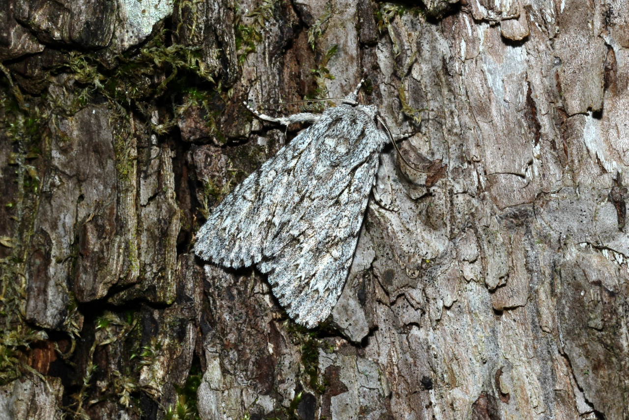 Acronicta aceris (Linnaeus, 1758) - Noctuelle de l'Erable