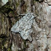 Acronicta aceris (Linnaeus, 1758) - Noctuelle de l'Erable