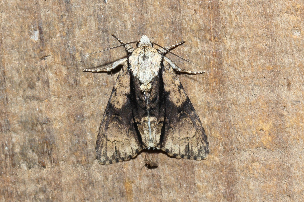 Acronicta alni (Linnaeus, 1767) - Aunette 