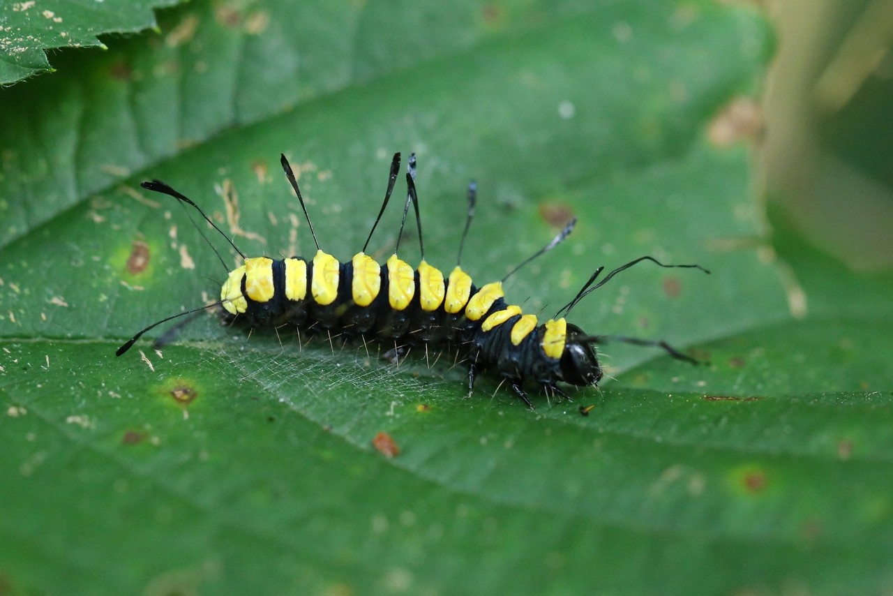 Acronicta alni (Linnaeus, 1767) - Aunette (chenille)