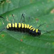 Acronicta alni (Linnaeus, 1767) - Aunette (chenille)