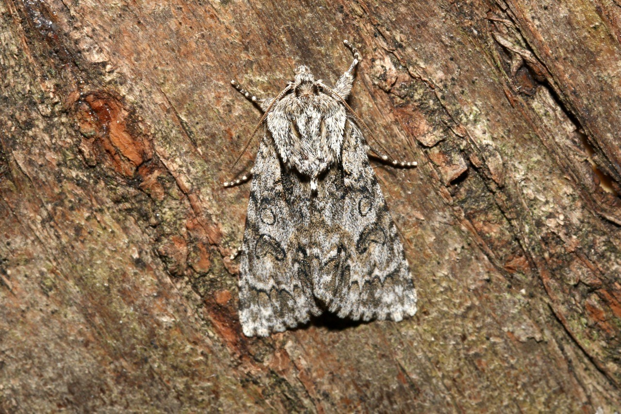 Acronicta auricoma (Denis & Schiffermüller, 1775) - Chevelure dorée