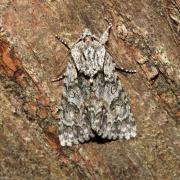 Acronicta auricoma (Denis & Schiffermüller, 1775) - Chevelure dorée