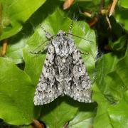 Acronicta auricoma (Denis & Schiffermüller, 1775) - Chevelure dorée