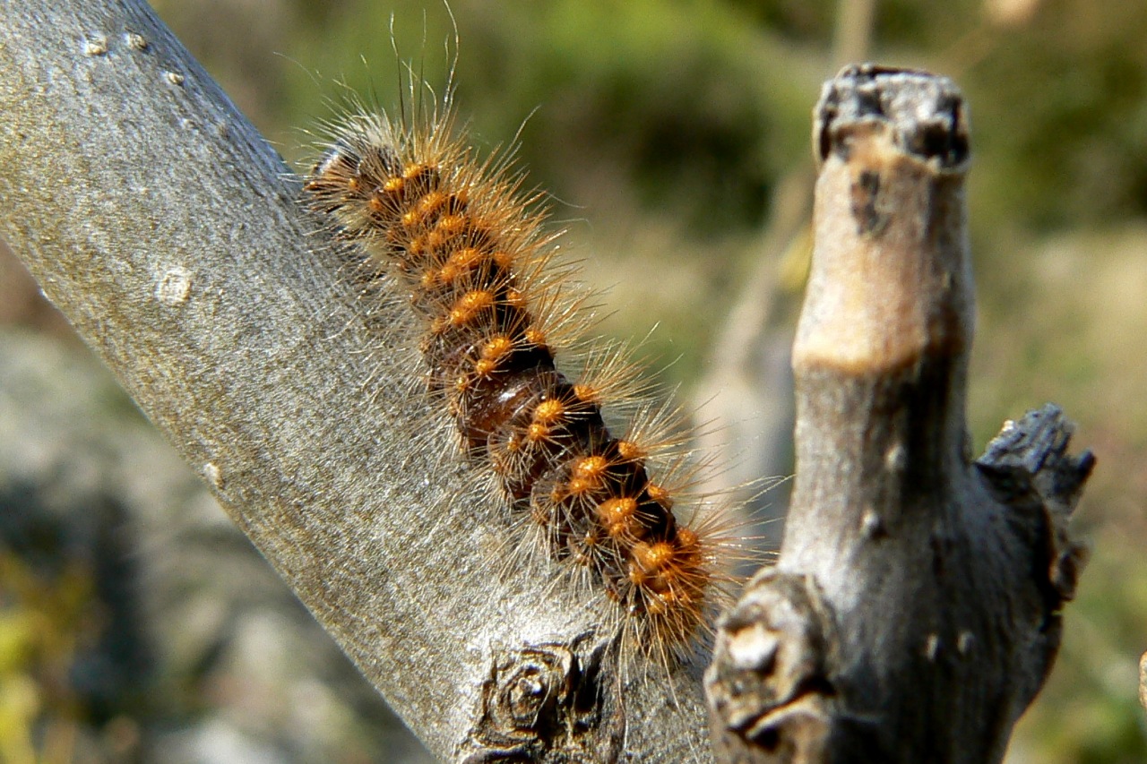 Acronicta auricoma (Denis & Schiffermüller, 1775) - Chevelure dorée (chenille)