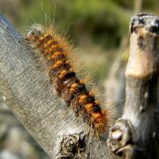 Acronicta auricoma (Denis & Schiffermüller, 1775) - Chevelure dorée (chenille)