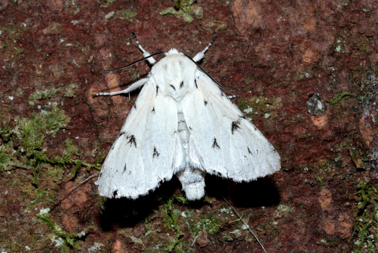 Acronicta leporina (Linnaeus, 1758) - Noctuelle-Lièvre