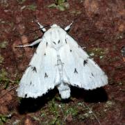 Acronicta leporina (Linnaeus, 1758) - Noctuelle-Lièvre