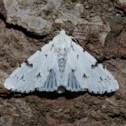 Acronicta leporina (Linnaeus, 1758) - Noctuelle-Lièvre 