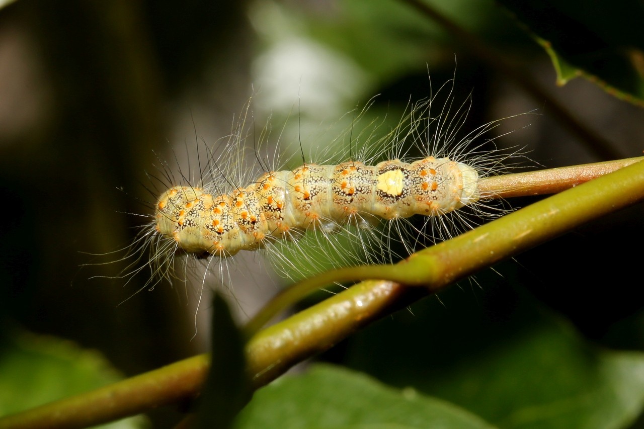 Acronicta megacephala (Denis & Schiffermüller, 1775) - Noctuelle mégacéphale (chenille)