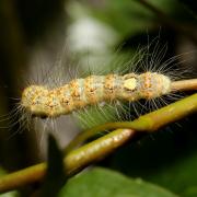 Acronicta megacephala (Denis & Schiffermüller, 1775) - Noctuelle mégacéphale (chenille)