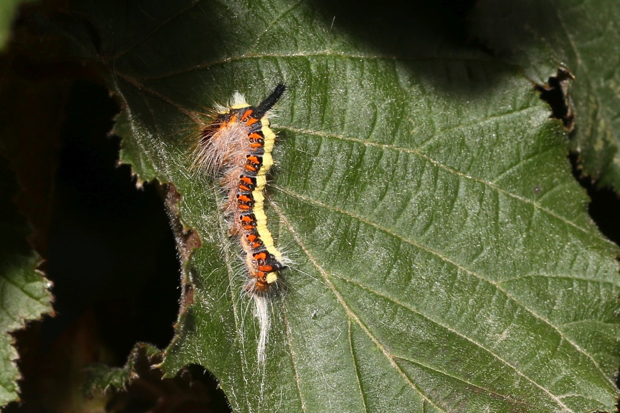 Acronicta psi (Linnaeus, 1758) - Psi (chenille)