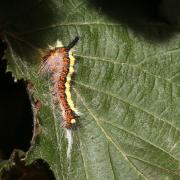 Acronicta psi (Linnaeus, 1758) - Psi (chenille)