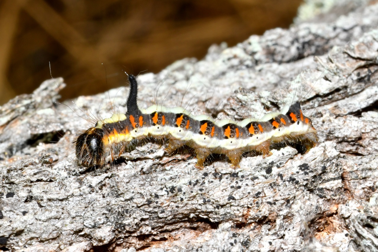 Acronicta psi (Linnaeus, 1758) - Psi (chenille)