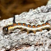 Acronicta psi (Linnaeus, 1758) - Psi (chenille)