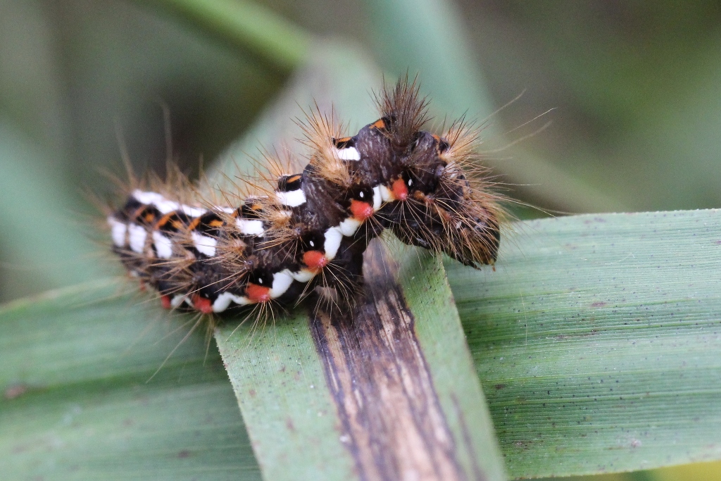 Acronicta rumicis (Linnaeus, 1758) - Noctuelle de la Patience (chenille)