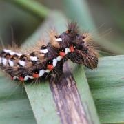 Acronicta rumicis (Linnaeus, 1758) - Noctuelle de la Patience (chenille)