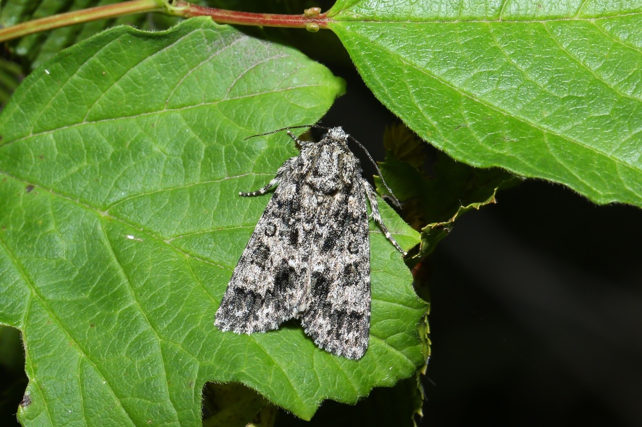 Acronicta rumicis (Linnaeus, 1758) - Noctuelle de la Patience  