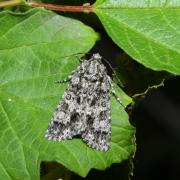 Acronicta rumicis (Linnaeus, 1758) - Noctuelle de la Patience  