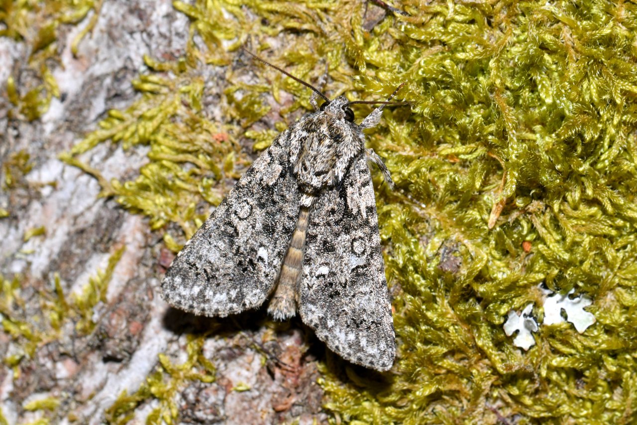 Acronicta rumicis (Linnaeus, 1758) - Noctuelle de la Patience 