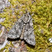 Acronicta rumicis (Linnaeus, 1758) - Noctuelle de la Patience 