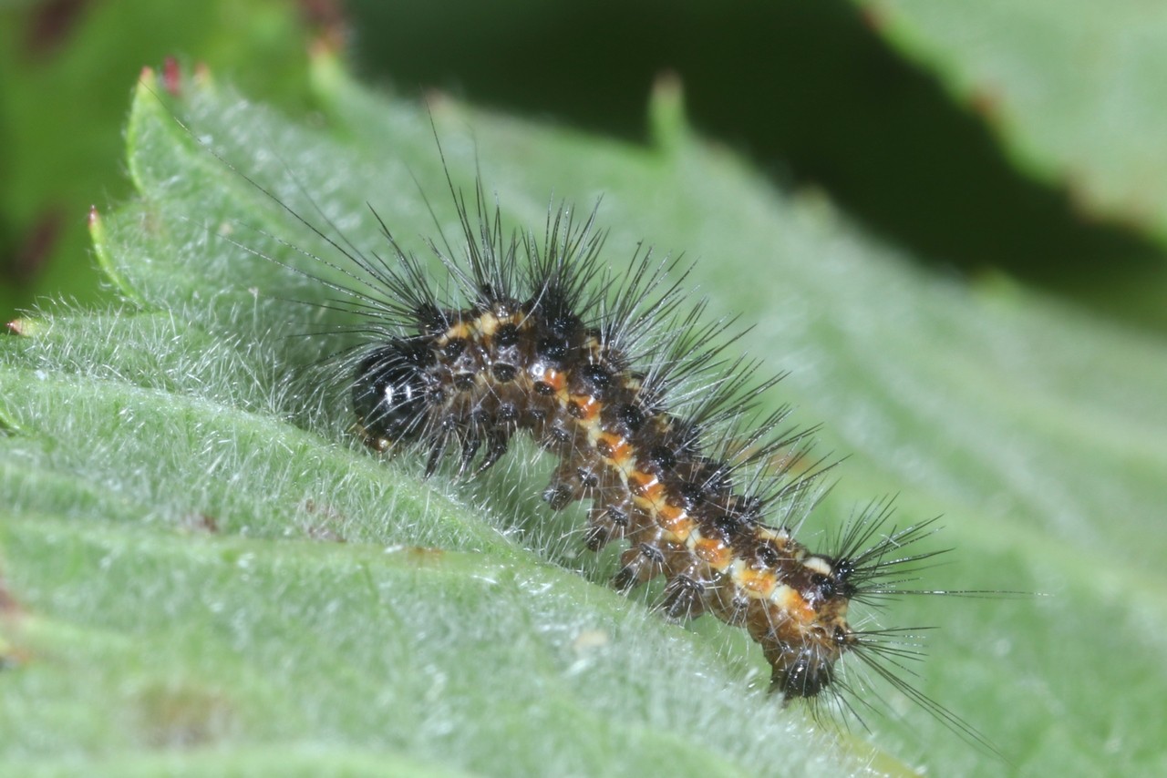 Acronicta rumicis (Linnaeus, 1758) - Noctuelle de la Patience (chenille)